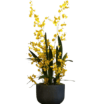 Oncidium Orchid - Luxury Furniture Mercato Interiors