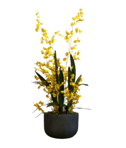 Oncidium Orchid - Luxury Furniture Mercato Interiors