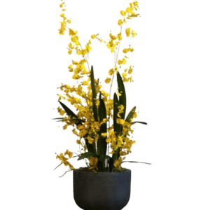 Oncidium Orchid - Luxury Furniture Mercato Interiors
