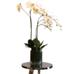 Phaleanopsis Orchid - Luxury Furniture Mercato Interiors