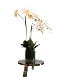 Phaleanopsis Orchid - Luxury Furniture Mercato Interiors