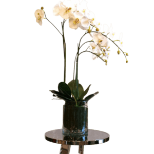 Phaleanopsis Orchid - Luxury Furniture Mercato Interiors
