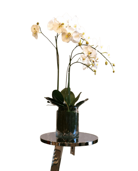 Phaleanopsis Orchid - Luxury Furniture Mercato Interiors