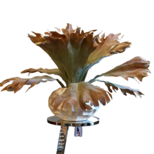 Stag Horn Fern - Luxury Furniture Mercato Interiors