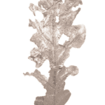 Oak Leaf Sculpture - Luxury Furniture Mercato Interiors