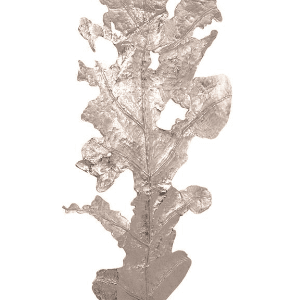Oak Leaf Sculpture - Luxury Furniture Mercato Interiors